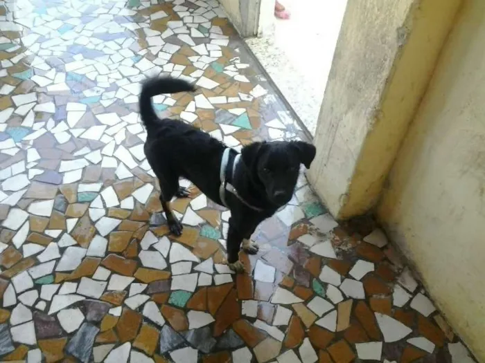 Cachorro ra a vira lata idade 7 a 11 meses nome Bobby