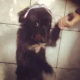 Peludinha