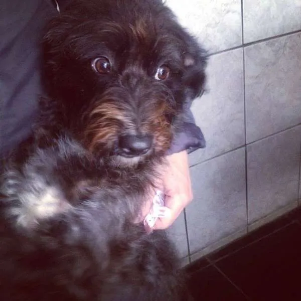 Cachorro ra a srd idade 2 anos nome Peludinha