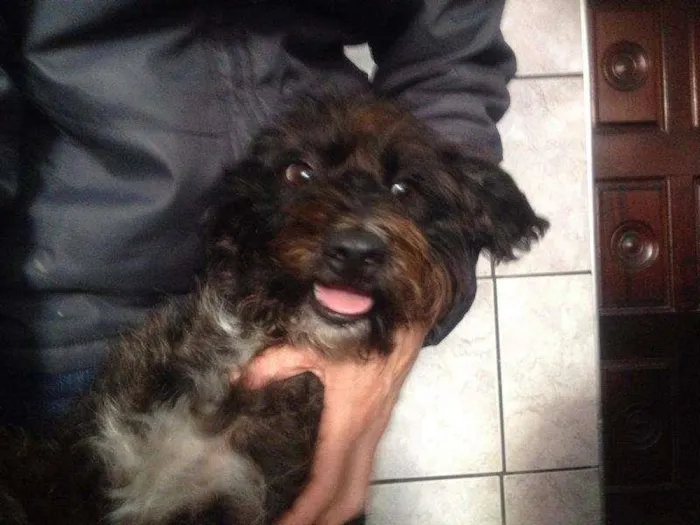 Cachorro ra a srd idade 2 anos nome Peludinha