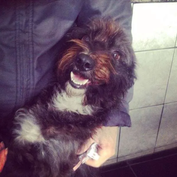 Cachorro ra a srd idade 2 anos nome Peludinha