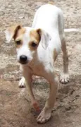 Muleta