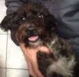 Peludinha