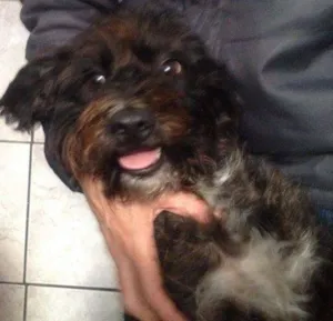 Cachorro raça srd idade 2 anos nome Peludinha