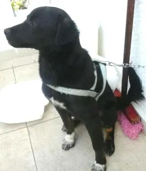 Cachorro raça vira lata idade 7 a 11 meses nome Bobby