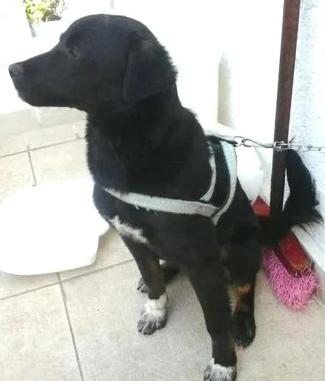 Cachorro ra a vira lata idade 7 a 11 meses nome Bobby