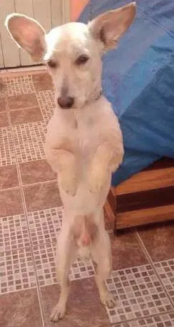 Cachorro ra a SRD idade 3 anos nome CHICÓ