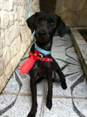 Cachorro raça  idade 1 ano nome Pipoca, 1 ano, port