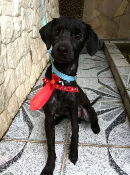 Cachorro ra a  idade 1 ano nome Pipoca, 1 ano, port