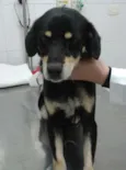 Pingo