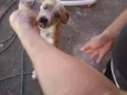 caramelo
