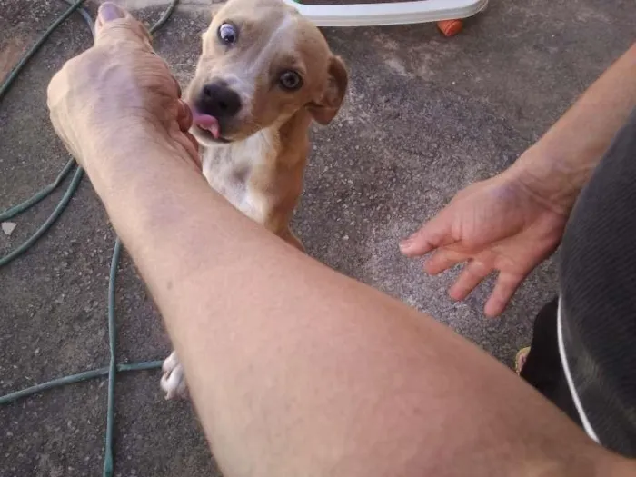 Cachorro ra a vira-lata idade 1 ano nome caramelo