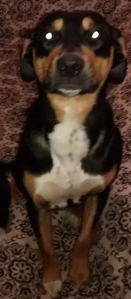 Cachorro ra a SRD idade 7 a 11 meses nome Michone