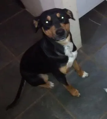 Cachorro ra a SRD idade 7 a 11 meses nome Michone