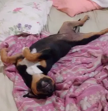 Cachorro ra a SRD idade 7 a 11 meses nome Michone
