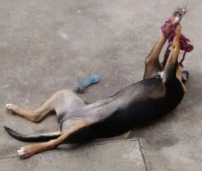 Cachorro ra a SRD idade 7 a 11 meses nome Michone