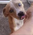 caramelo