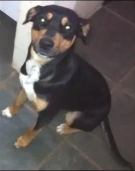 Cachorro raça SRD idade 7 a 11 meses nome Michone