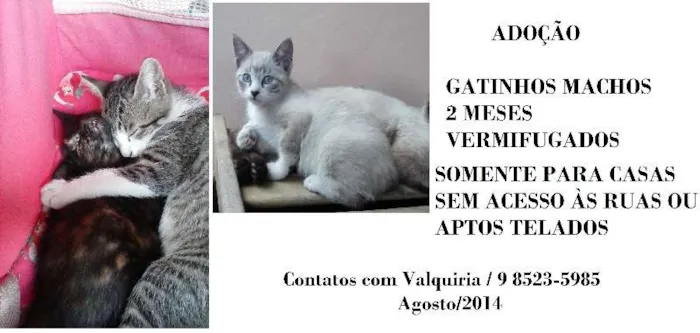 Gato ra a SRD idade 2 a 6 meses nome FILHOTES