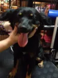 Chiquita 