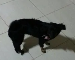 Cachorro raça Vira-lata idade 7 a 11 meses nome Chiquita 
