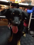 Chiquita 