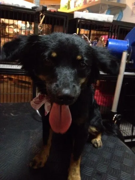 Cachorro raça Vira-lata idade 7 a 11 meses nome Chiquita 