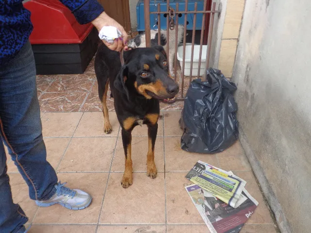 Cachorro ra a ROTWELEIR idade 2 anos nome Lara