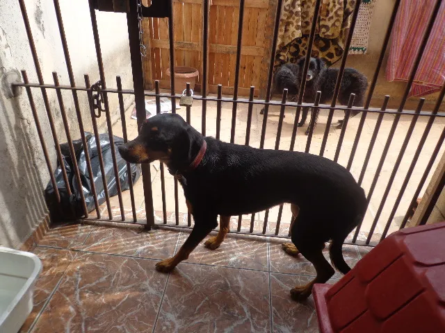 Cachorro ra a ROTWELEIR idade 2 anos nome Lara
