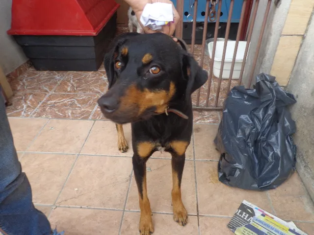 Cachorro ra a ROTWELEIR idade 2 anos nome Lara