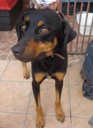 Cachorro raça ROTWELEIR idade 2 anos nome Lara
