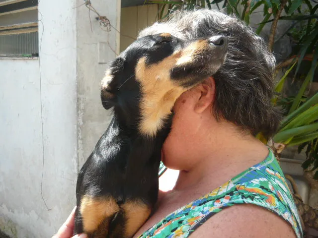 Cachorro ra a SRD idade 7 a 11 meses nome Janjão