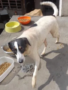 Cachorro ra a srd idade 2 anos nome Pituca