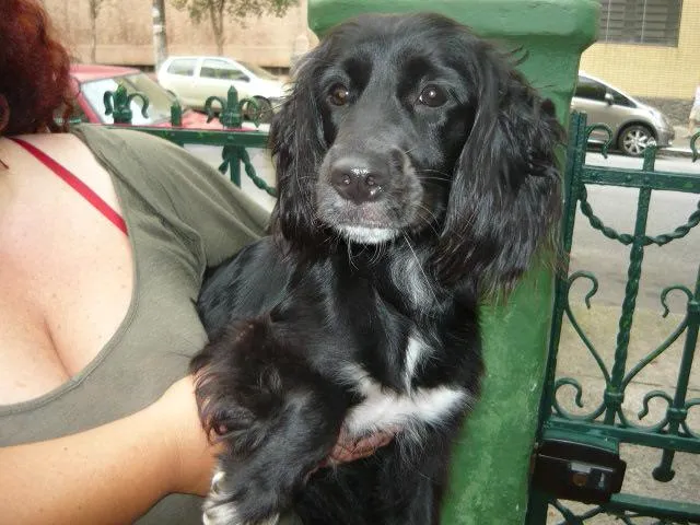 Cachorro ra a SRD idade 2 anos nome Windy