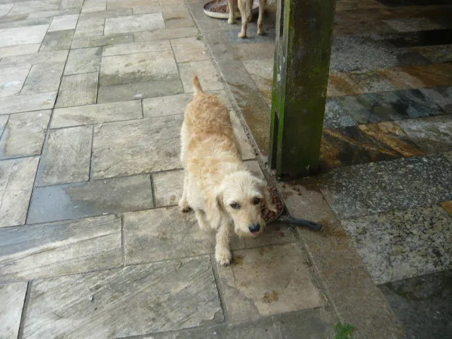 Cachorro raça SRD idade 2 anos nome Fiona