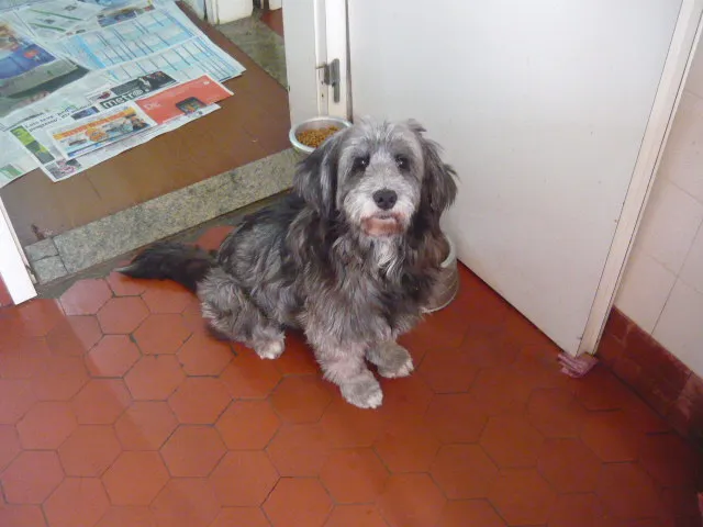 Cachorro ra a SRD idade 2 anos nome Sophy