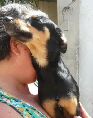 Cachorro raça SRD idade 7 a 11 meses nome Janjão