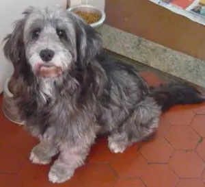 Cachorro raça SRD idade 2 anos nome Sophy