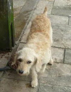 Cachorro raça SRD idade 2 anos nome Fiona