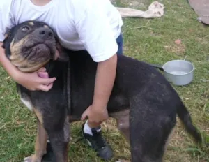 Cachorro raça SRD idade 7 a 11 meses nome Babo