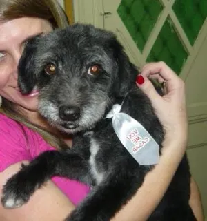 Cachorro raça SRD idade 5 anos nome Nino