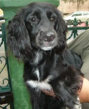 Cachorro raça SRD idade 2 anos nome Windy