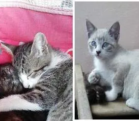 Gato raça SRD idade 2 a 6 meses nome FILHOTES