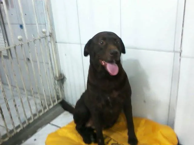 Cachorro ra a Labrador idade 1 ano nome Princesa