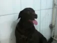 Princesa