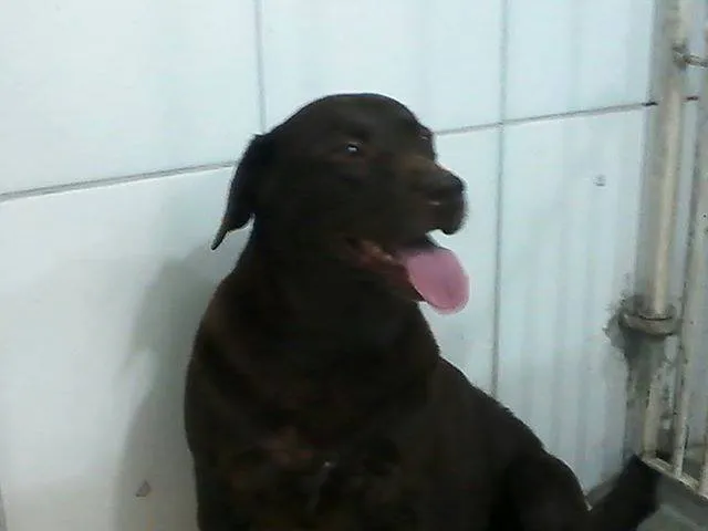 Cachorro ra a Labrador idade 1 ano nome Princesa