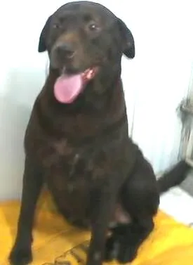Cachorro ra a Labrador idade 1 ano nome Princesa