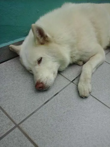 Cachorro ra a pastor alemão Branco idade  nome Lobão