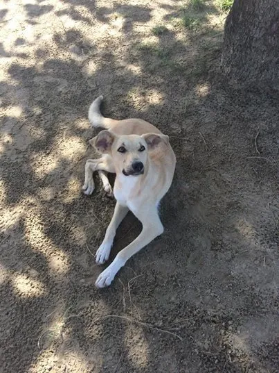 Cachorro raça Vira Lata idade 1 ano nome Sem nome :(