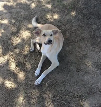 Cachorro raça Vira Lata idade 1 ano nome Sem nome :(
